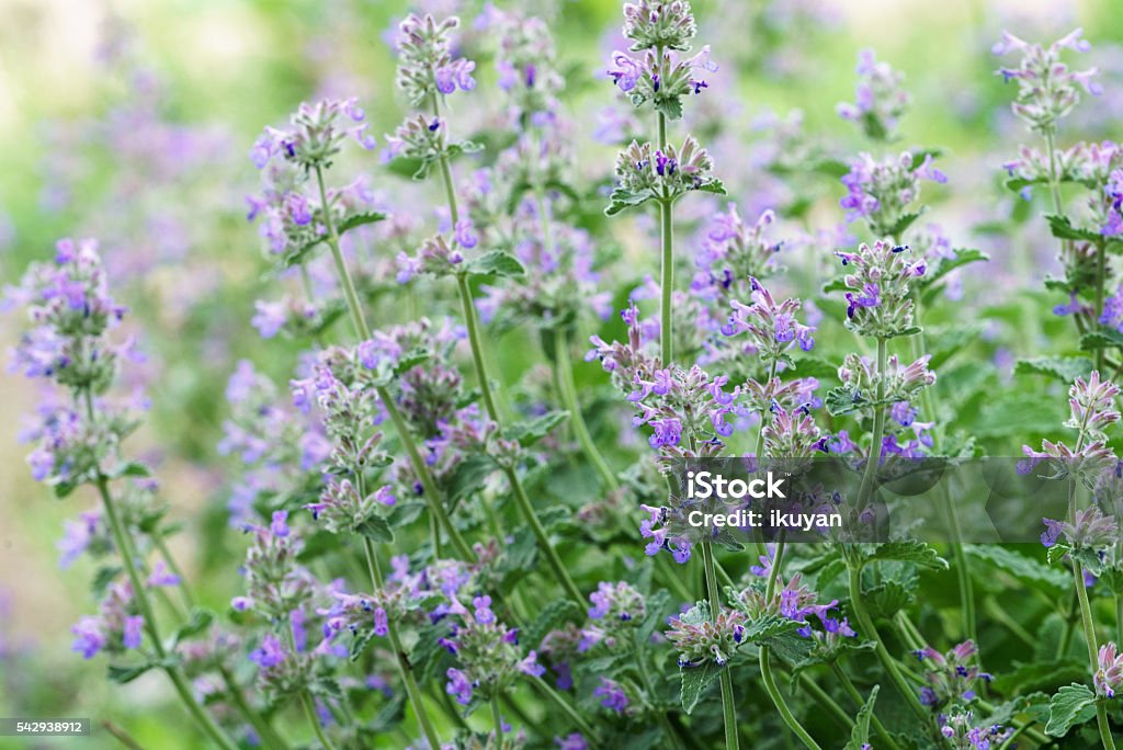 catmint Catmint Stock Photo