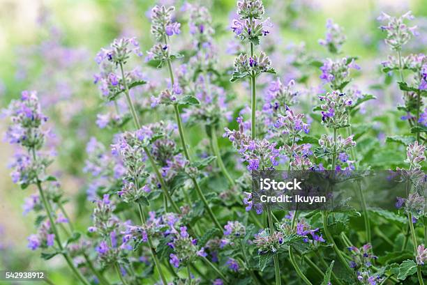 Catmint Stock Photo - Download Image Now - Catmint, Photography, Backgrounds