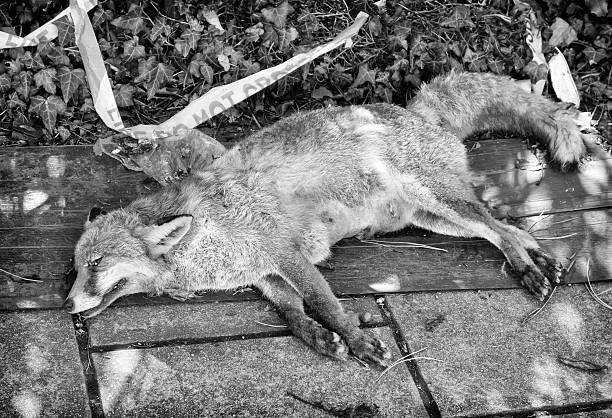 roadkill fuchs auf asphalt - dead animal fotos stock-fotos und bilder