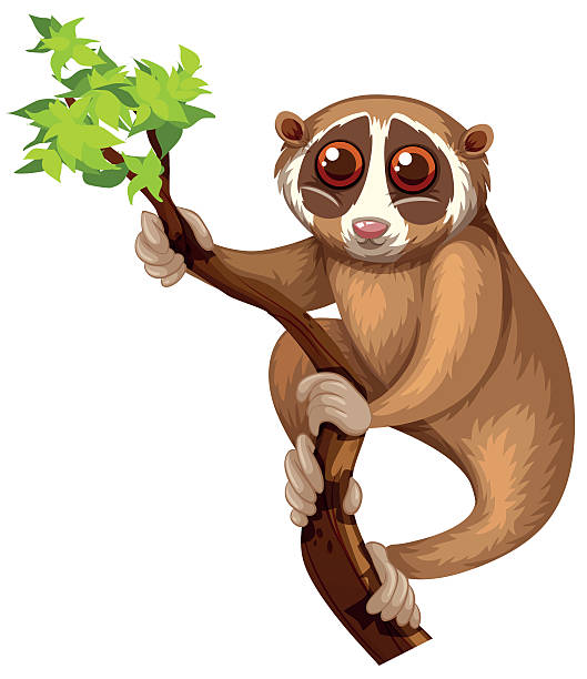 214 Slow Loris Illustrations & Clip Art - iStock | Slow loris white backround 214 Slow Loris Illustrations & Clip Art - iStock | Slow loris white backround