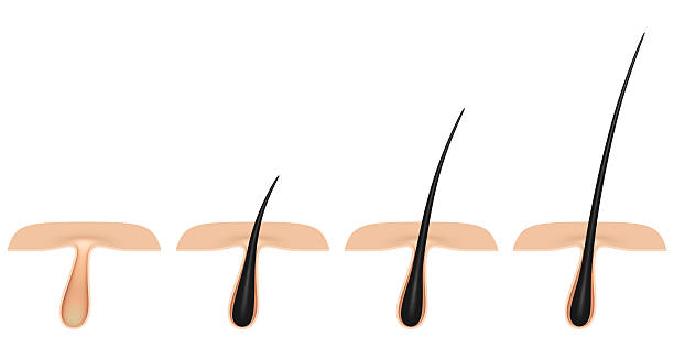 istock hair follicle. cross section. 542939724