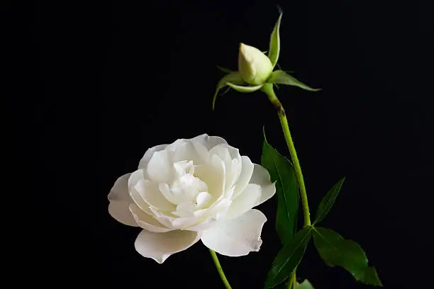 Photo of White rose