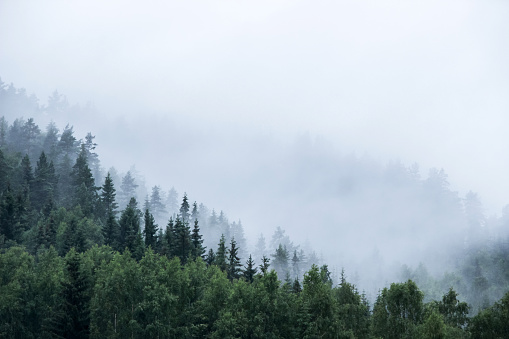 A foggy mountain landscape with a retro style and a tranquil pine forest. Fog and low clouds envelop the mountains, creating a beautiful scene. The sunrise over the forest on a foggy morning bathes the Nordic nature in an enchanting dawn light.