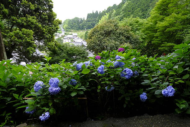 istock Hydrangea, Nagaokakyo City, Kyoto, Japan 542942374