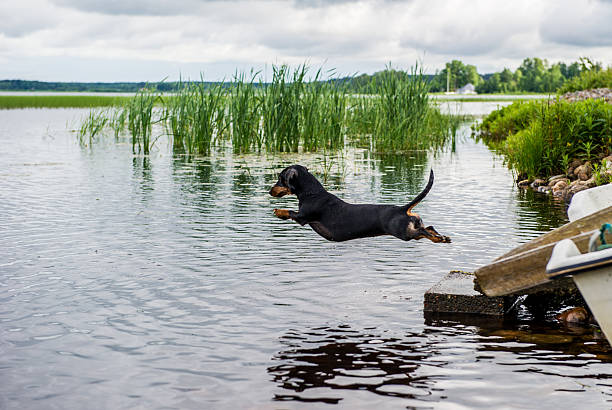 istock Dog jumping in to a lake from a pier 542943420