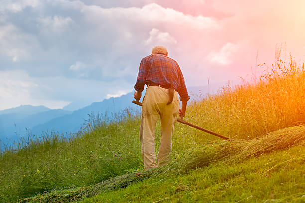 istock Farmer hand mower for hay 542943556