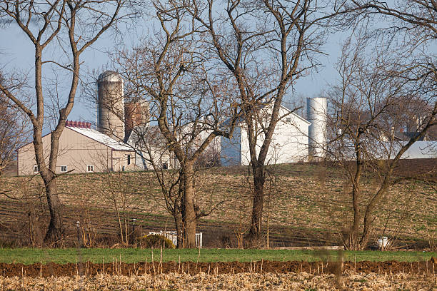 istock Amish Farm and row of trees in Winter 542943596