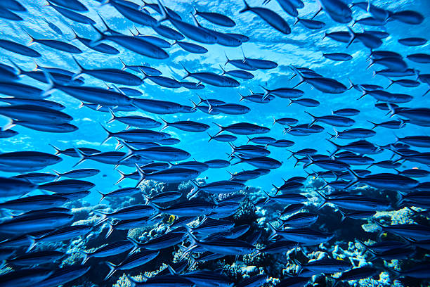 istock tropical fishes underwater 542943712