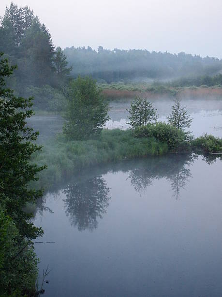 istock The river and the swamp in the forest 542944180