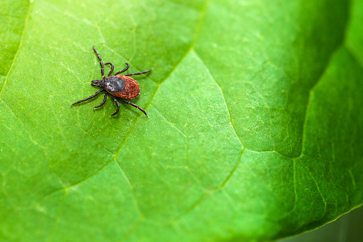 Ixodes ricinus, the castor bean tick, is a chiefly European species of hard-bodied tick.