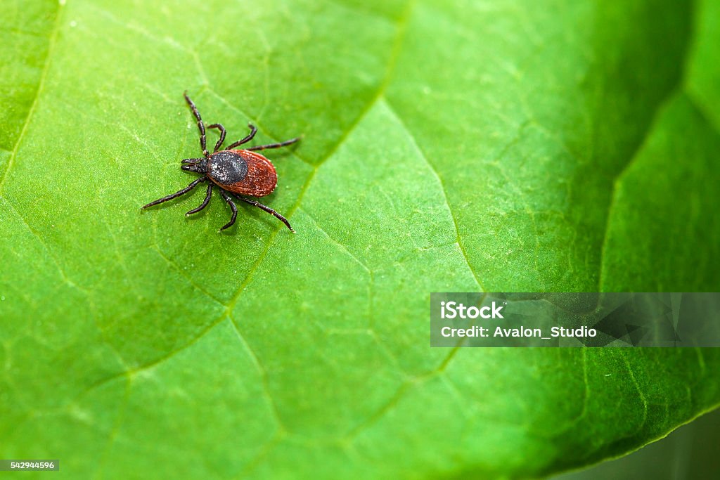 Ixodes Ricinus Ixodes ricinus, the castor bean tick, is a chiefly European species of hard-bodied tick. Tick - Animal Stock Photo