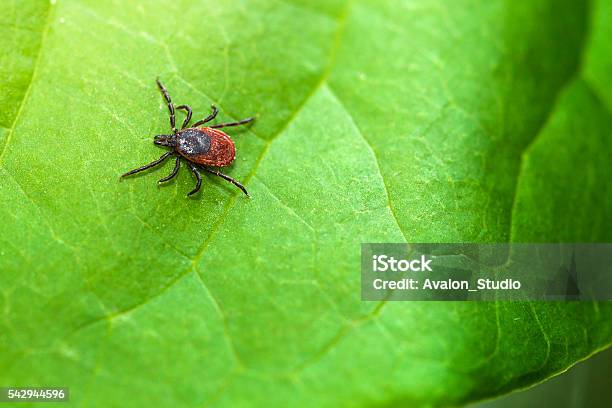 Ixodes Ricinus Stock Photo - Download Image Now - Tick - Animal, Lyme Disease, Insect