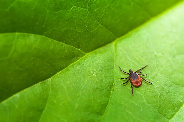 Photo of Ixodes Ricinus