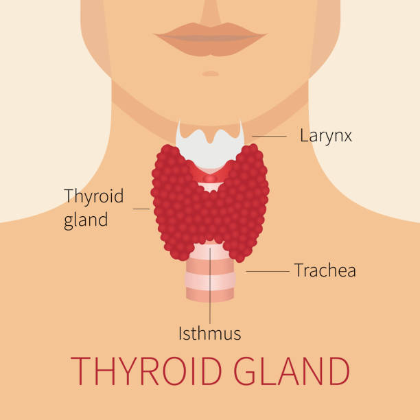menschliche schilddrüse diagramm - thyroid gland stock-grafiken, -clipart, -cartoons und -symbole