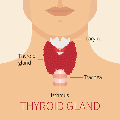 Thyroid gland vector illustration. Thyroid gland and trachea scheme shown on a silhouette of a man. Thyroid diagram sign. Human body organs thyroid anatomy icon. Medical concept. Anatomy of people.