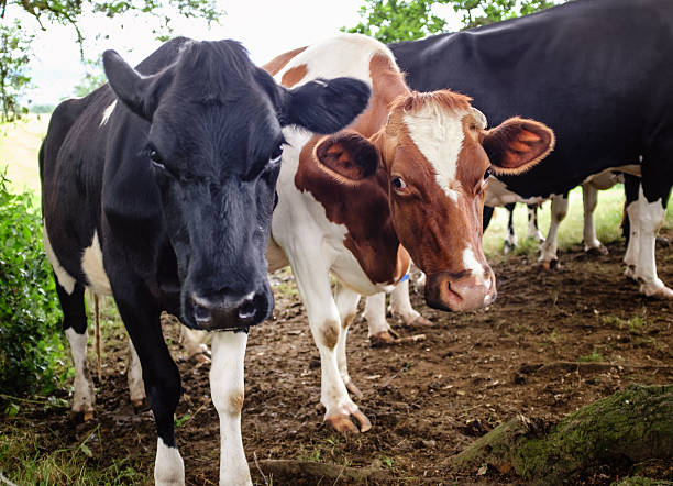 istock Close Up Of Two Cows 542947286