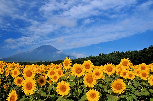istock Mount Fuji and Sunflower 542947484