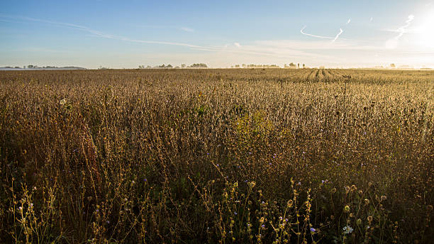 小麦畑の地平線 - nebraska midwest usa small town america landscape ストックフォトと画像