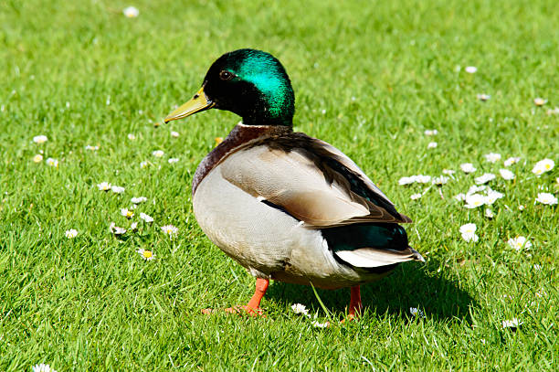 istock Single male mallard duck walking in grass 542948384