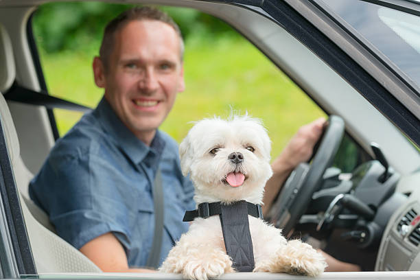 istock Dog traveling in a car 542949054