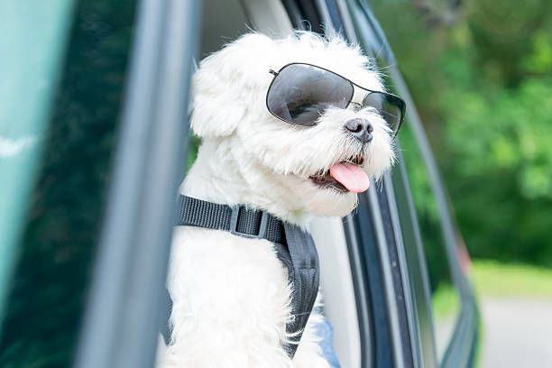 dog traveling in a car - ilhas de malta imagens e fotografias de stock