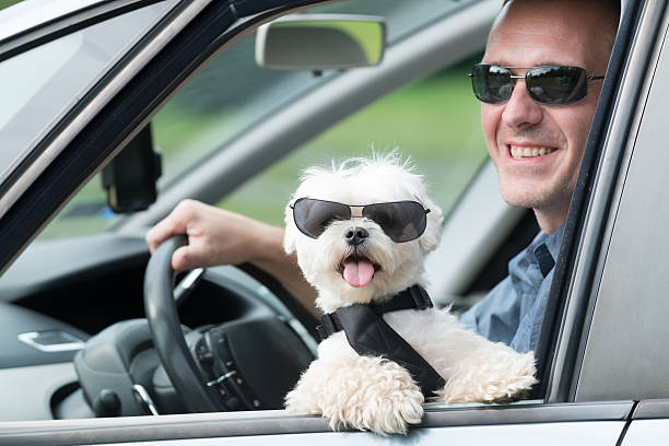 istock Dog traveling in a car 542949372