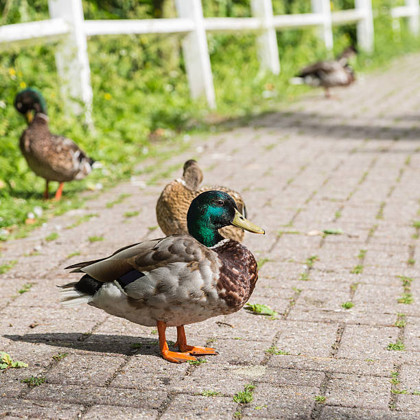 istock male mallard duck 542949884