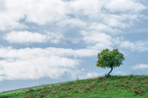 istock Lonesome single tree on green meadow with white clouds 542950752