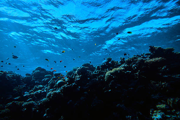 istock sea life underwater background 542951000