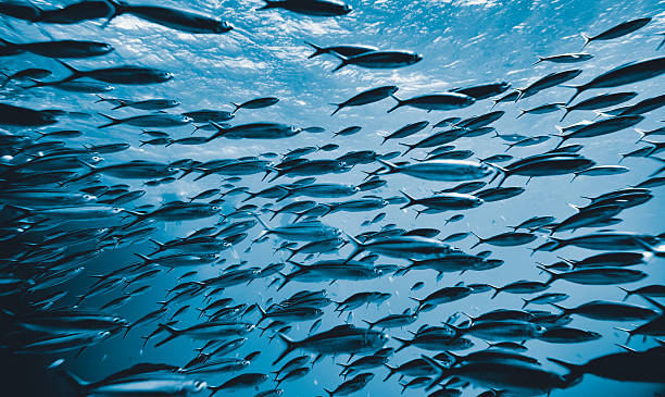 the underwater tropical world horizontal shot of tropical fishes underwater swimming in colony, amazing nature background. school of fish stock pictures, royalty-free photos & images