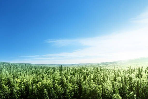 forest in sunset time forest in sunset time fir tree horizon forest woods stock pictures, royalty-free photos & images