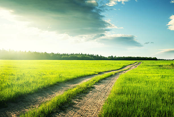 istock ground road and field of spring grass 542956400