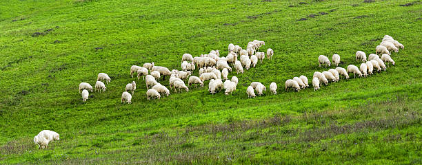 istock Flock of white sheep and white sheepdog on pasture 542957290