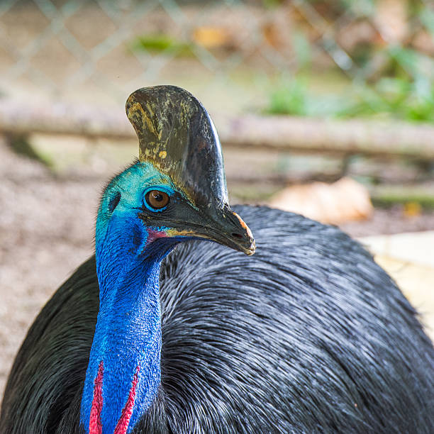 istock Southern cassowary closeup portrait 542959454