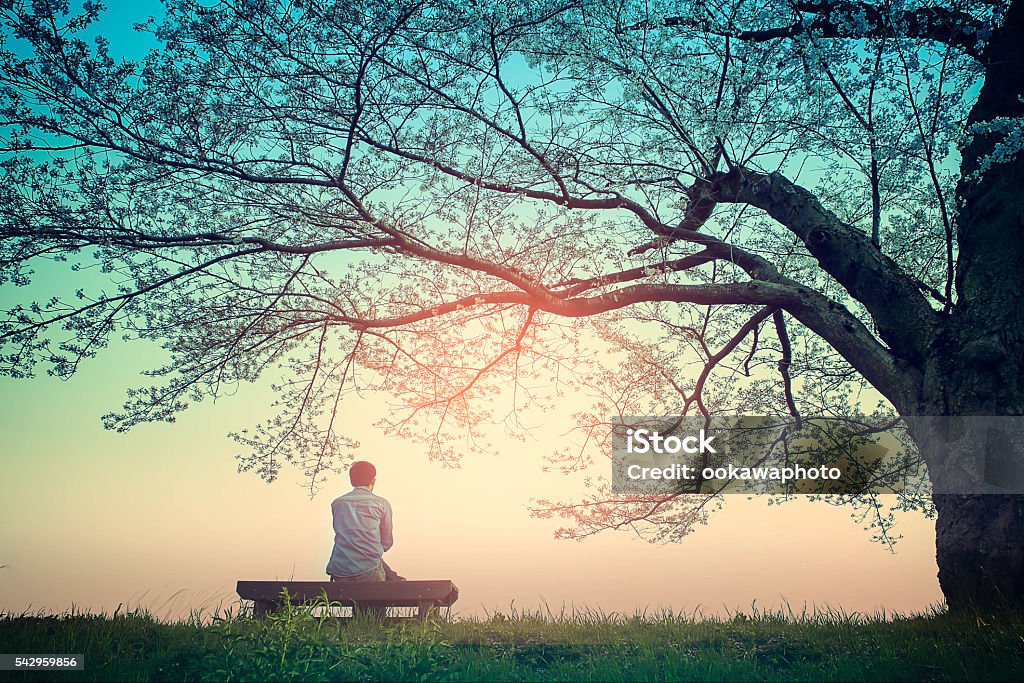 Early morning shower of light Male teenager Sitting alone on a bench in the park under a tree . Tree Stock Photo