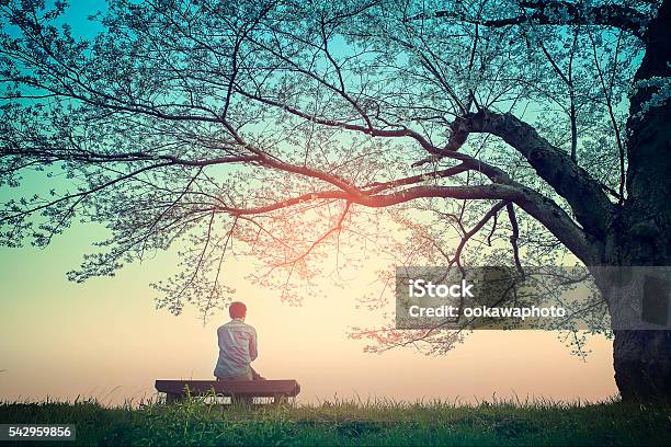 Early Morning Shower Of Light Stock Photo - Download Image Now - Tree, Men, Sitting