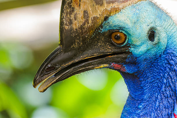 zbliżenie portret południowej cassowary - beak bird blue cassowary zdjęcia i obrazy z banku zdjęć