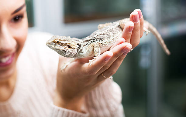 istock Female customer watching brown gecko 542959998