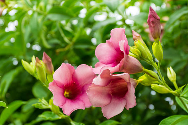 Pink Allamanda Flowers Pink Allamanda Flowers bignonia stock pictures, royalty-free photos & images