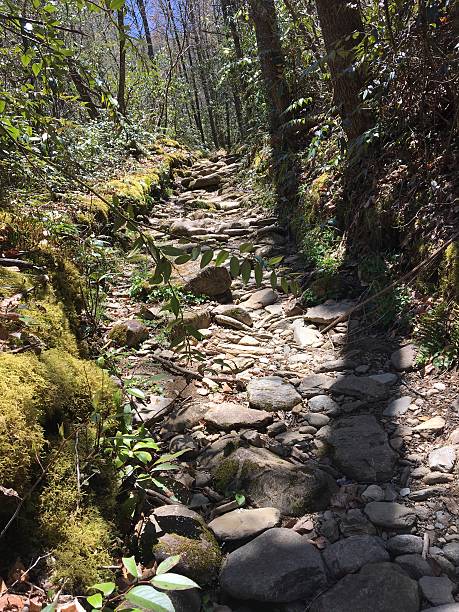 istock Rocky trail through the woods 542961408