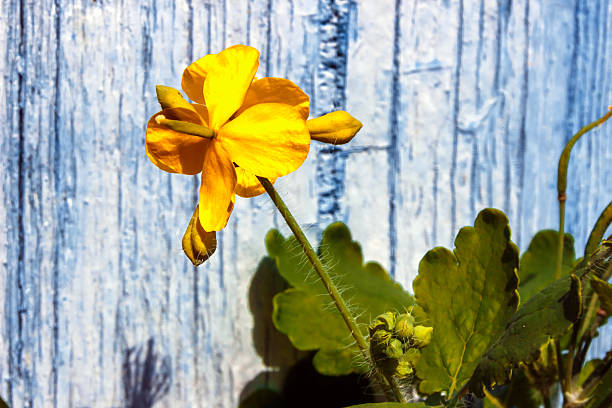 Celandine yellow  inflorescence. On a blue background. Close-up.
