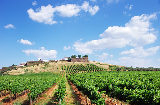 Stock Photo - Vineyard at Portugal,Estremoz, Alentejo region