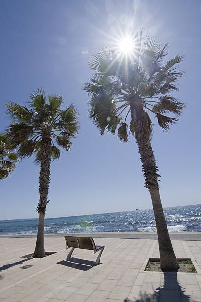 istock Radiant sun palms and seaside bench 542962102