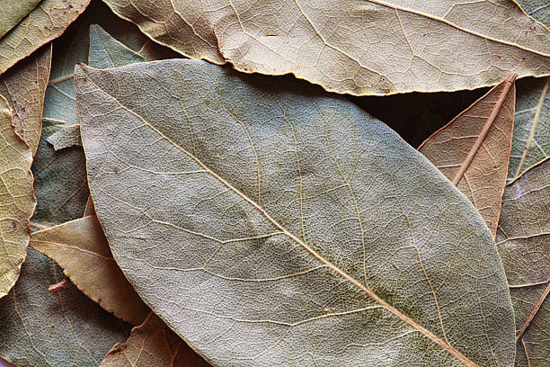 istock bay leaves photo 542962994