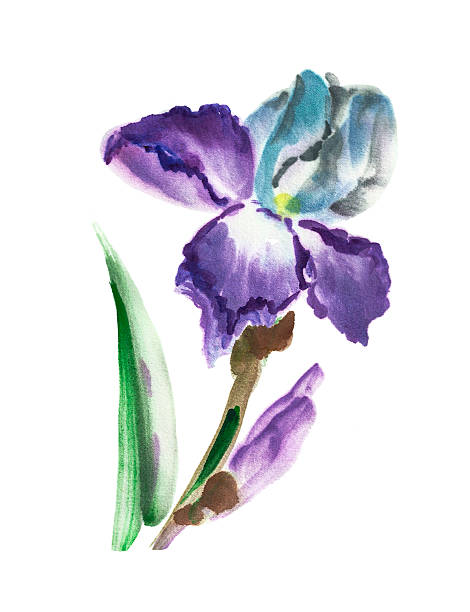 1,200+ Iris Watercolor Drawings Illustrations, Royalty-Free Vector ...