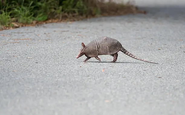 wild armadillo crossing a road in Florida