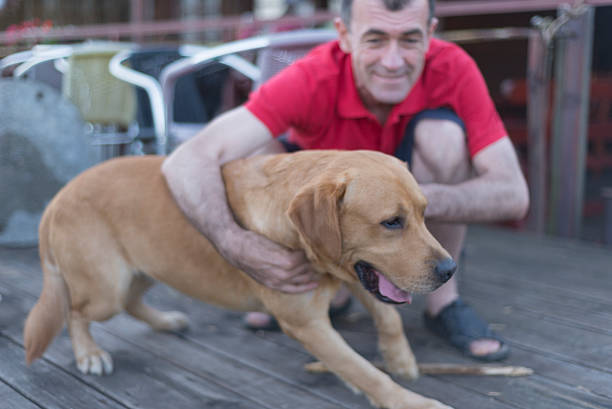 labrador retriever and  man friendship