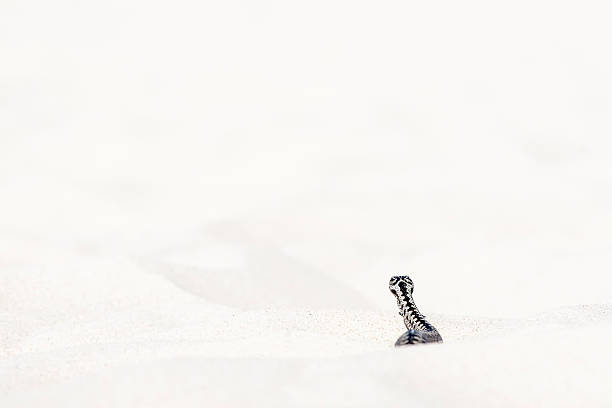 istock beautiful view of Vipera berus 542964698