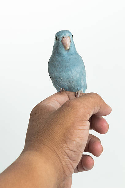 istock Mauve Forpus, Parakeet, Bird 542964782