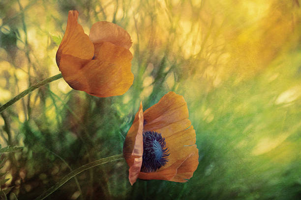 istock Sun glow artistic composition paint effect flowers red poppies 542964786
